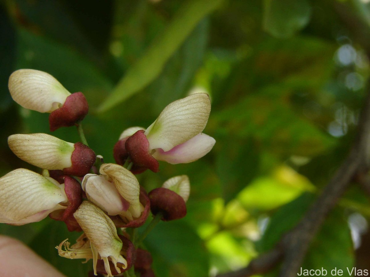 Pongamia pinnata (L.) Pierre